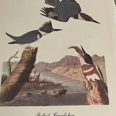 Vintage Audubon Set of 16 Best Loved Paintings