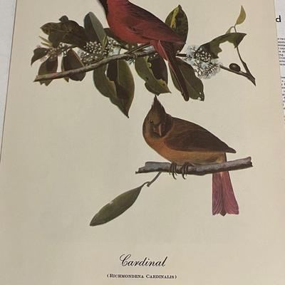 Vintage Audubon Set of 16 Best Loved Paintings