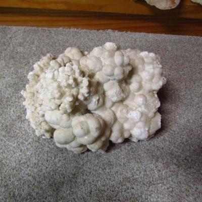 Large Coral Specimen- Approx 8 1/2