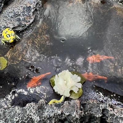Lilliput Lane Koi Pond with Water Lillies