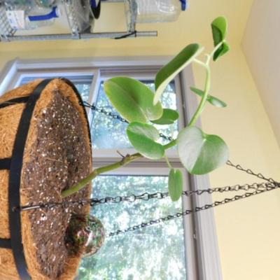 Metal Strap Hanging Basket with Live Plant