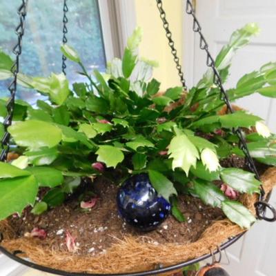 Metal Wire Hanging Basket with Live Christmas Fern Plant
