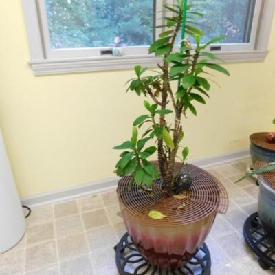 Live Plant (Crown of Thorns) in Composite Earthtone Planter with Dolly Base
