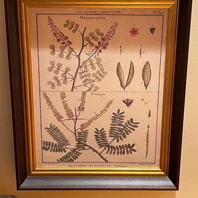 Four Diderot Antique Ferns II