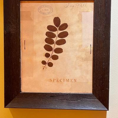 Four Piece Leaf Specimen Artwork Framed