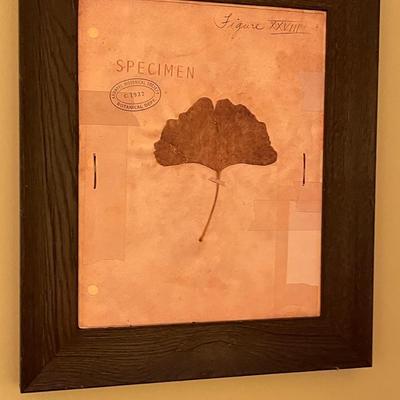 Four Piece Leaf Specimen Artwork Framed