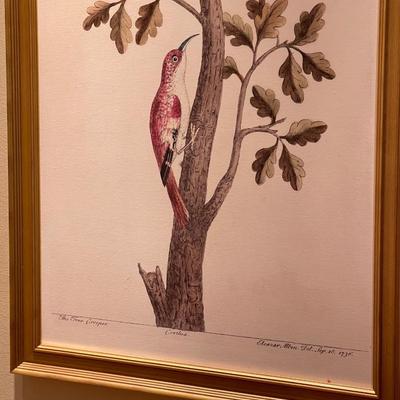 Antique Bird Print of the Eurasian Treekeeper by Albin