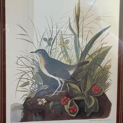 Vintage Framed Audubon Thrush Print