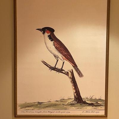 Vintage Perched Bird Framed Print