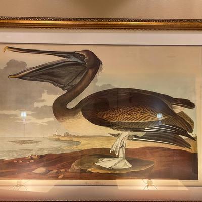 Vintage Framed Audubon Brown Pelican