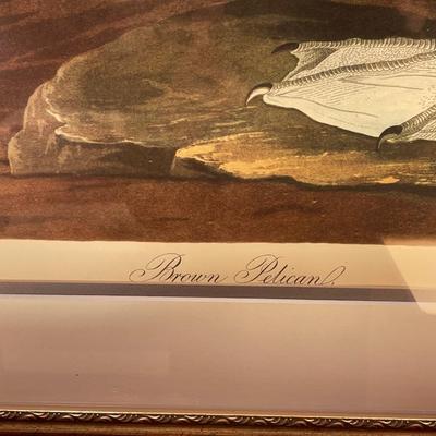 Vintage Framed Audubon Brown Pelican