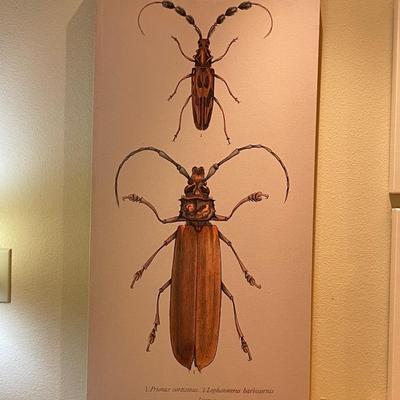 Five Insect Art Reproductions on Wrapped Canvas