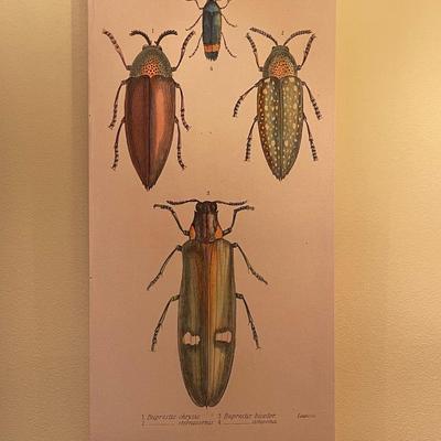 Five Insect Art Reproductions on Wrapped Canvas