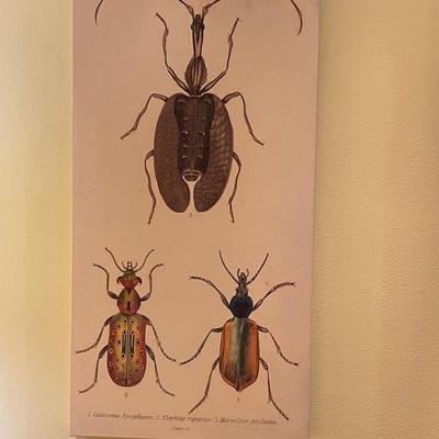 Five Insect Art Reproductions on Wrapped Canvas