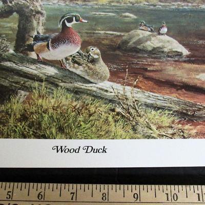 Vintage 1970s Litho, Wood Duck, 11