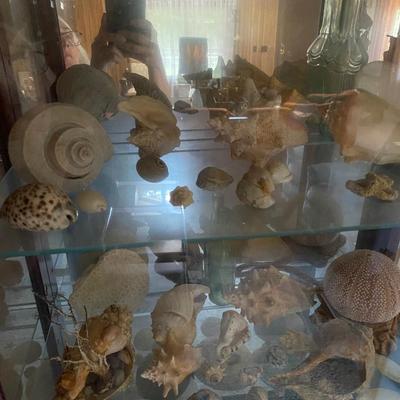 Sea Shell Lot