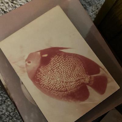 Sea Life Photograph Lot