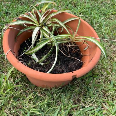 Yard decor (L - NM)