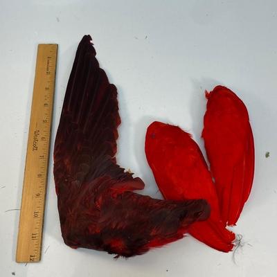 Vintage Red Feather Bird Wings