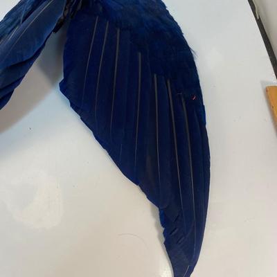 Vintage Dark Navy Blue Feather Bird Wings