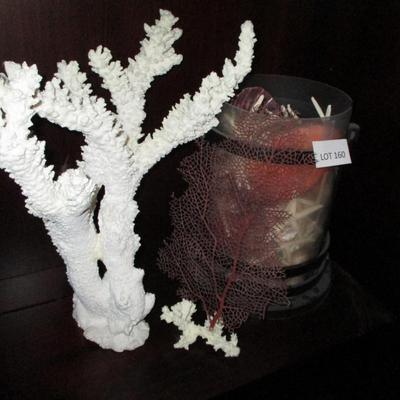 Finger Coral & Seashell Collection Decor
