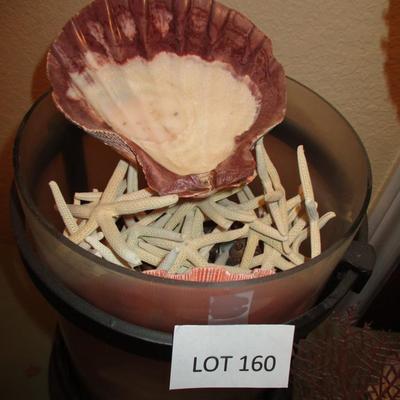 Finger Coral & Seashell Collection Decor