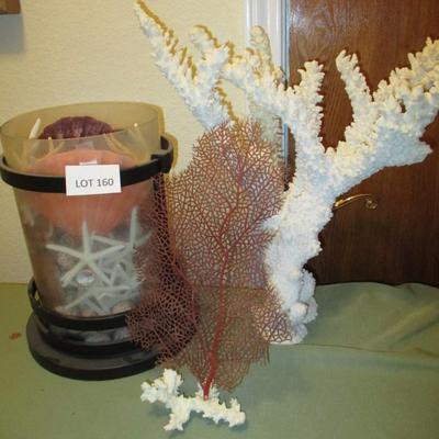 Finger Coral & Seashell Collection Decor
