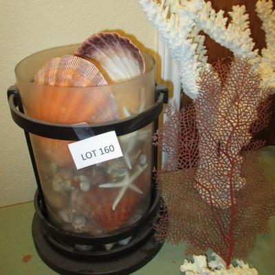 Finger Coral & Seashell Collection Decor