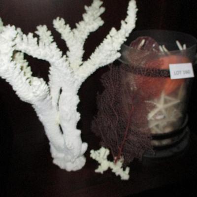 Finger Coral & Seashell Collection Decor