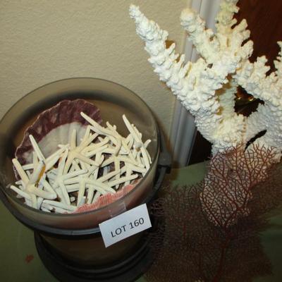 Finger Coral & Seashell Collection Decor