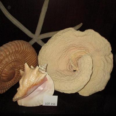 Shell Collection Decor