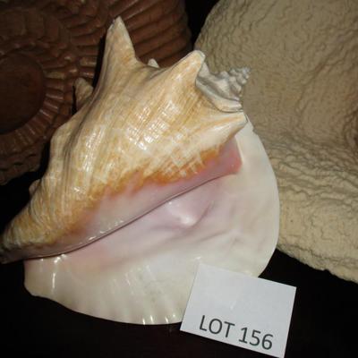 Shell Collection Decor