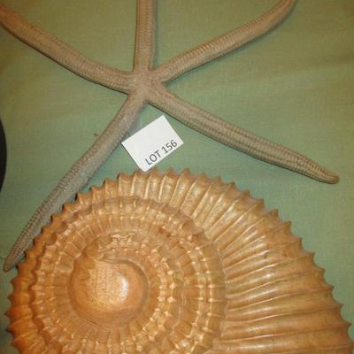 Shell Collection Decor