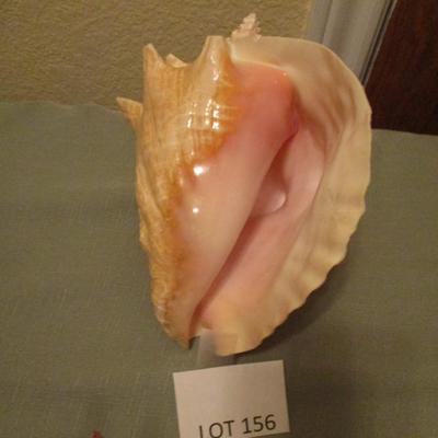 Shell Collection Decor