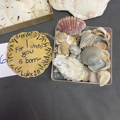 Sea shell assortment