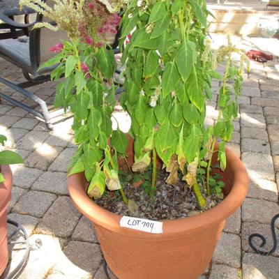 3 Flower Pots& Stands