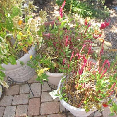 3 Large Flower Pots & Stands