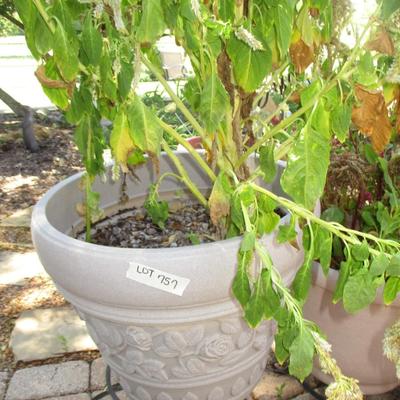 3 Large Flower Pots & Stands