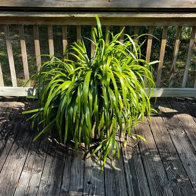 Outdoor Terra Cotta Pot With Live Spider Lily Plant