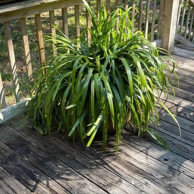 Outdoor Terra Cotta Pot With Live Spider Lily Plant