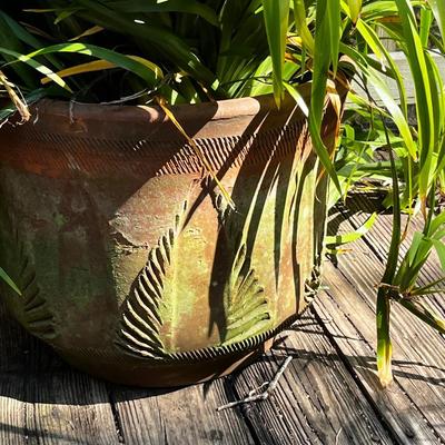 Outdoor Terra Cotta Pot With Live Spider Lily Plant