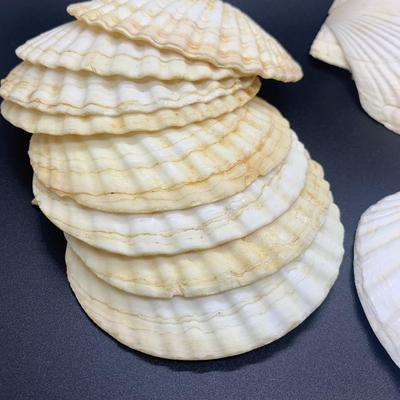 Decorative shells -11