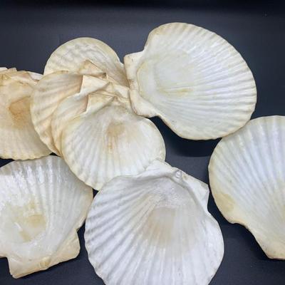 Decorative shells -11