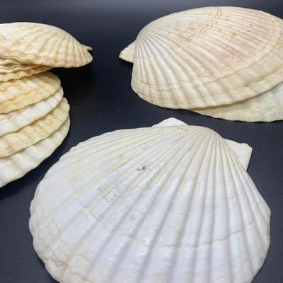 Decorative shells -11