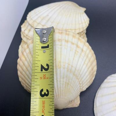 Decorative shells -11