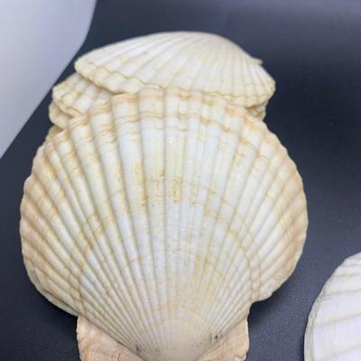 Decorative shells -11