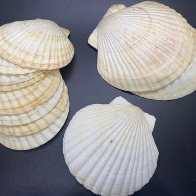 Decorative shells -11