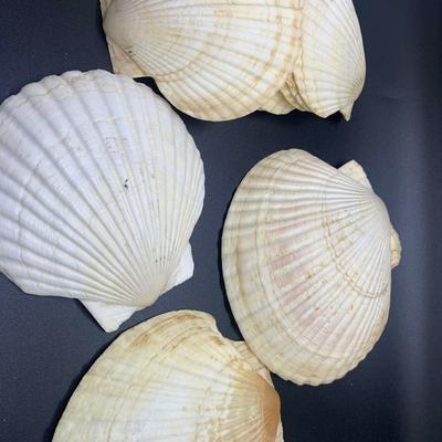 Decorative shells -11