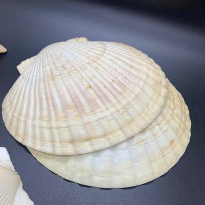 Decorative shells -11