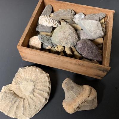 BOX OF FOSSILS